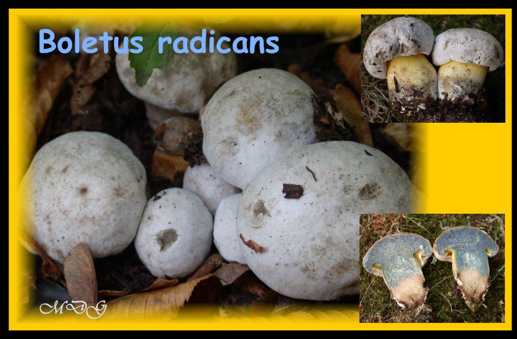 dalle desolatio alla consolatio: Quiz